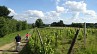 Les Vignes