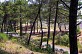 Sentier du Requin - Forêt de la Coubre