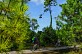 Le chemin de la forêt à vélo
