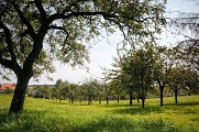 Le Chemin des Fruitiers à Wiesviller