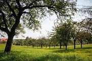 Le Chemin des Fruitiers à Wiesviller
