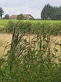 Bazas la prade (1)