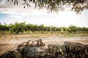 Sentier découverte vignes, vins et patrimoine_Bourdic