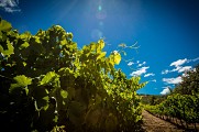 Sentier découverte vignes, vins et patrimoine_Bourdic