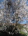 Sentier des arbres -Boucle Sud_Vallabrix