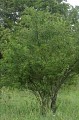Sentier des arbres -Boucle Sud_Vallabrix