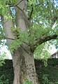 Sentier des arbres -Boucle Sud_Vallabrix