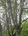 Sentier des arbres -Boucle Sud_Vallabrix