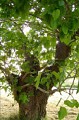Sentier des arbres -Boucle Sud_Vallabrix