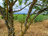 Entre Limagne et Combrailles_Saint-Agoulin