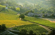 Vignobles