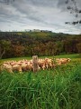 Les brebis régalent