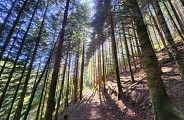 A travers les résineux, une ambiance unique