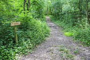 Dans les bois