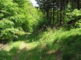 Sentier en sous-bois