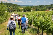 Balade dans les vignes