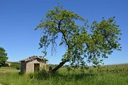 Cabanon de vigne