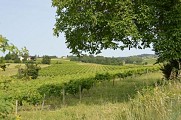 Paysage de vigne en été
