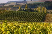 Paysage de vignes à l'automne