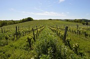 Paysage de vignes au printemps
