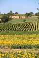 Paysage de vigne