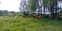 Troupeau Highland Cattle