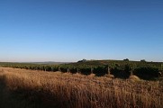 Point de vue sur les vignes