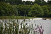 Etang de Buhel-Plessé_10
