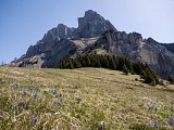 Les alpages du Lachat d'en Haut_Passy
