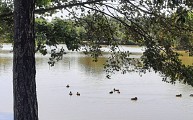 Le long du ruisseau du Pont aux Moine - 2