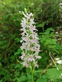 Une Orchidée sauvage
