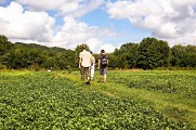 A travers les cressonnières