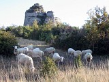 moutons causse Larzac - CCLL