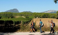 En bordure de vignes_CDRP34