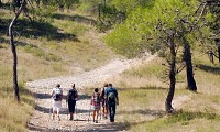 Randonneurs sous les pins_CDRP34