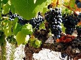 zoom raisins_CDRP34