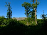 Vue sur un terril depuis la route forestière