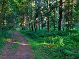 La forêt de la Houve