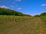 Dans les vignes, Burbach