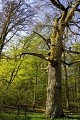 Arbre aux sorcières
