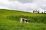 Champs, Kirsch-lès-Sierck