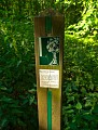 Chêne des moines, Villers-Bettnach
