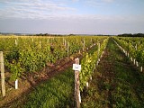 Vignes