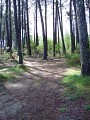 Chemin forestier