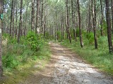 Chemin forestier