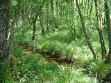 Ruisseau du Basque