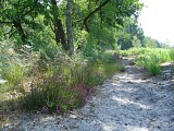 Chemin en lisière de forêt