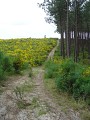 Chemin en lisière de forêt