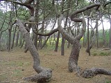 Arbres tortueux
