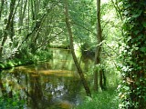 Le Courlis